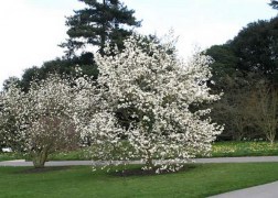 Magnolia loebneri kobus / Fahér liliomfa